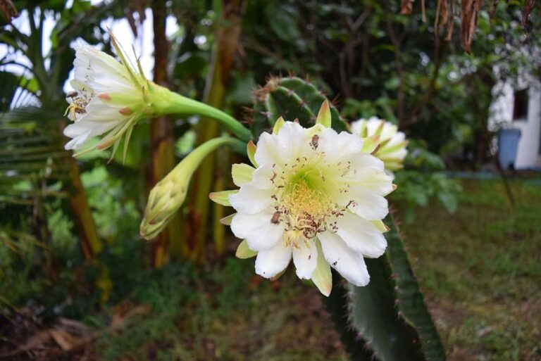 El Cereus jamacaru es un cactus columnar