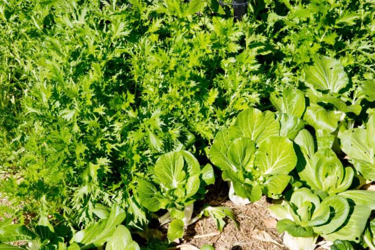 Cultivating Mizuna, an oriental vegetable
