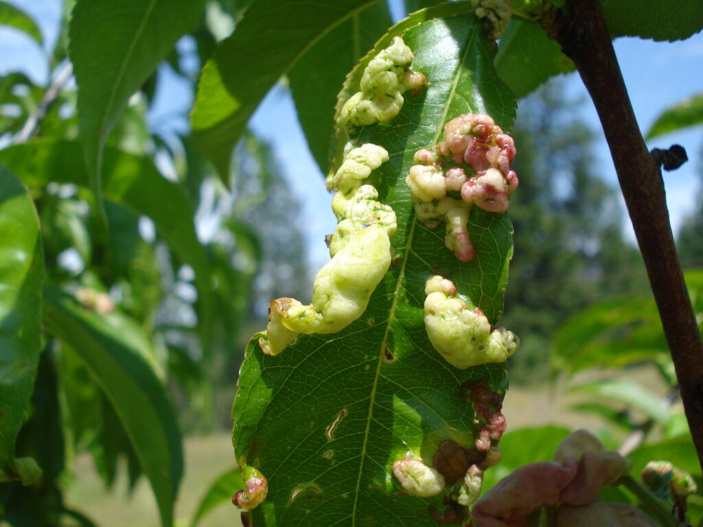 Diseases of peach and apricot