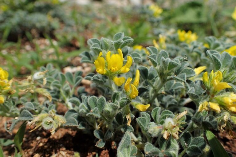 La Medicago marina es una planta con flor amarilla