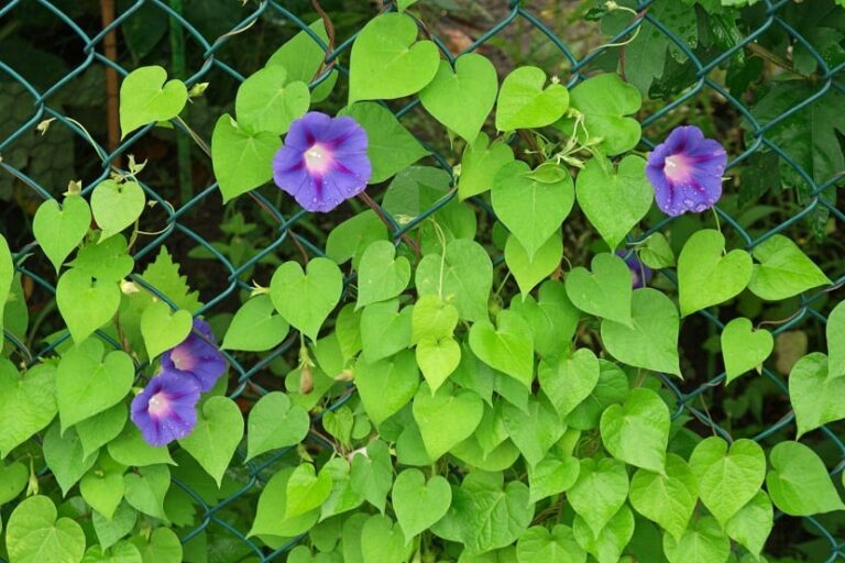 La Ipomea es el g&eacute;nero m&aacute;s grande en la familia de plantas con flores Convolvul&aacute;ceas