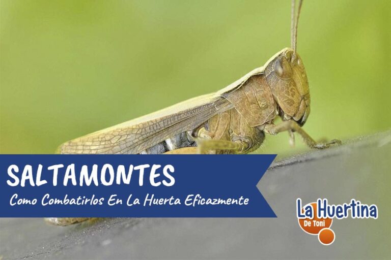 como eliminar saltamontes