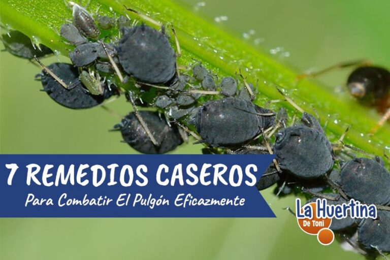 remedio casero pulgon