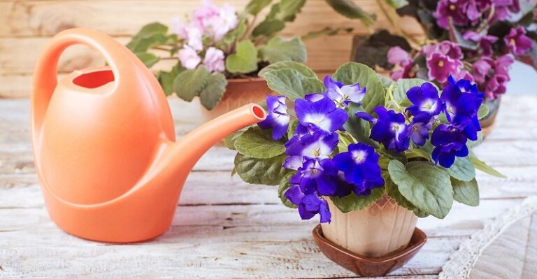 How often is an African violet watered?  - A PUZZLE