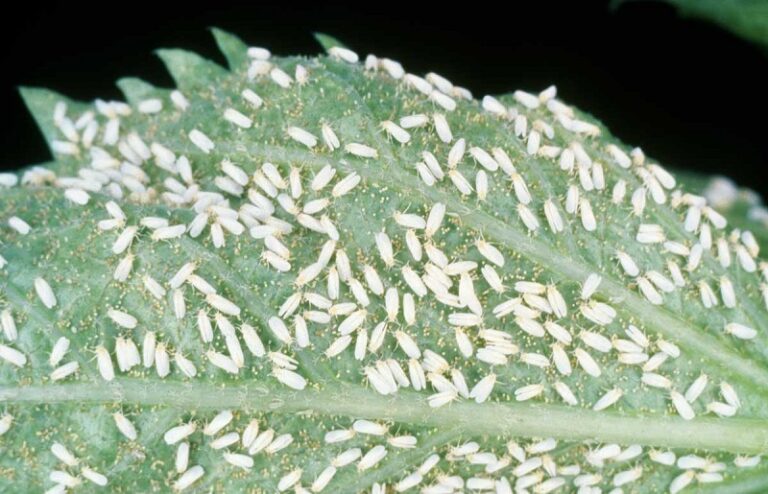 How to Get Rid of Spider Mites on Plants (Naturally) - ISPUZZLE