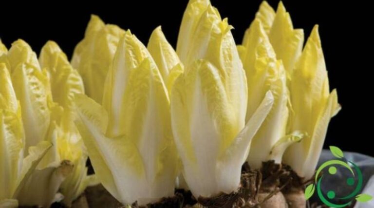 How to Grow a Belgian Salad