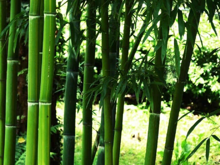 bambu para el jardin