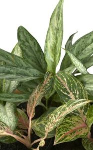 A Dieffenbachia plant in the article Common Dieffenbachia Problems and How to Fix Them