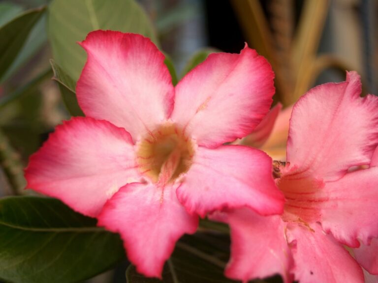 La rosa del desierto es un arbusto tropical