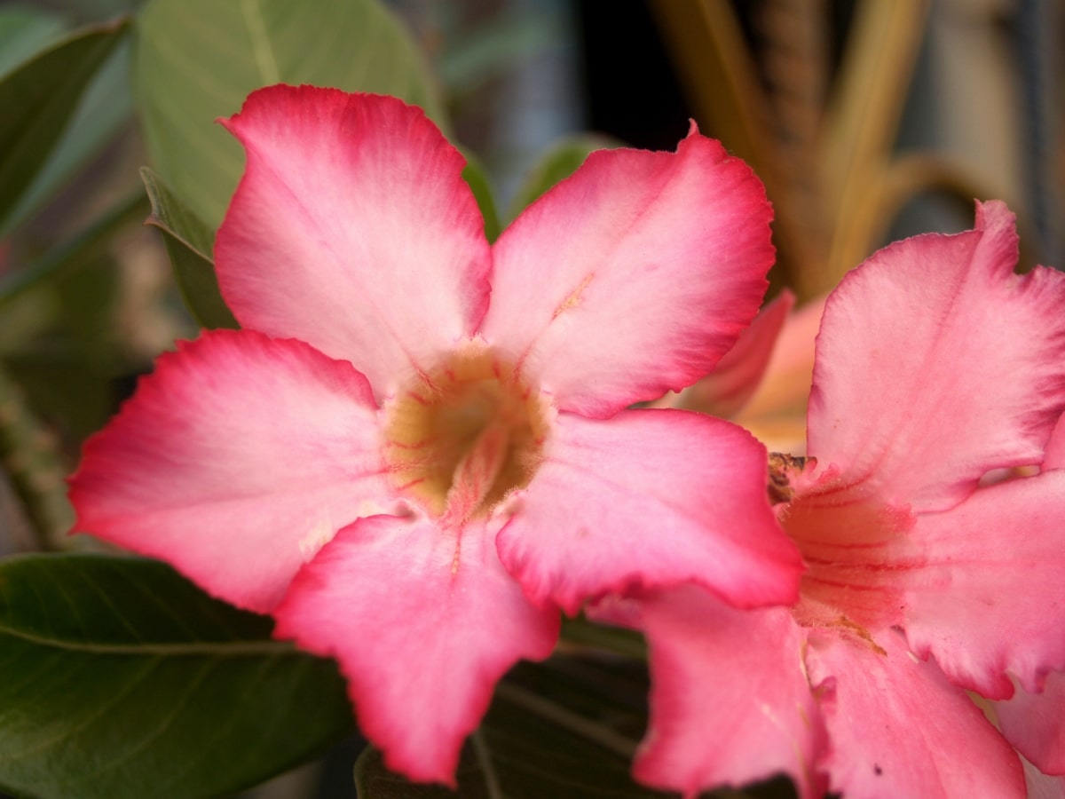 The desert rose is a tropical shrub