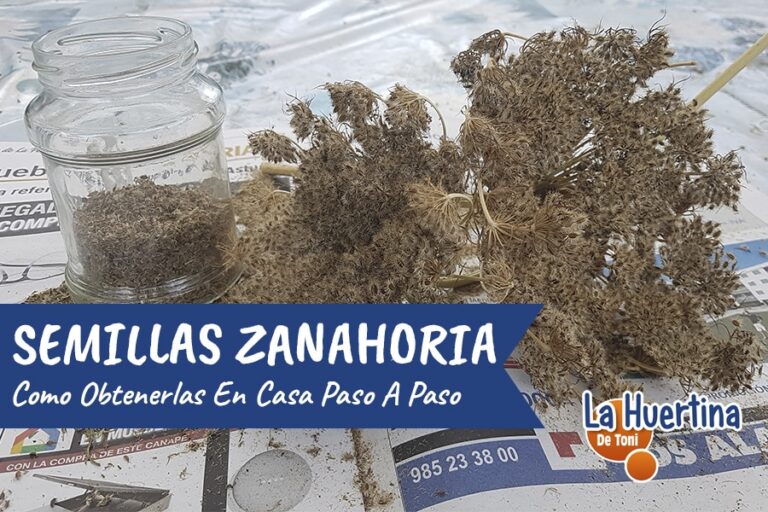 semillas de zanahoria