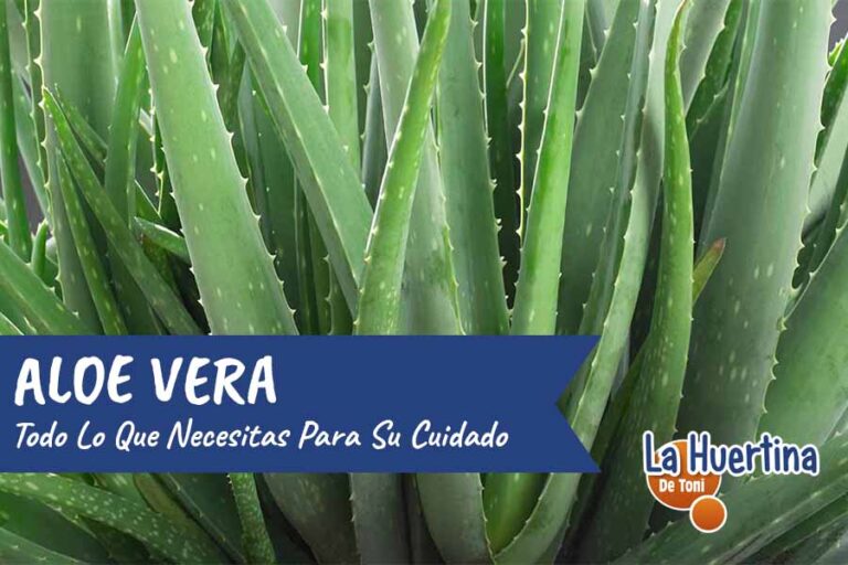 aloe vera