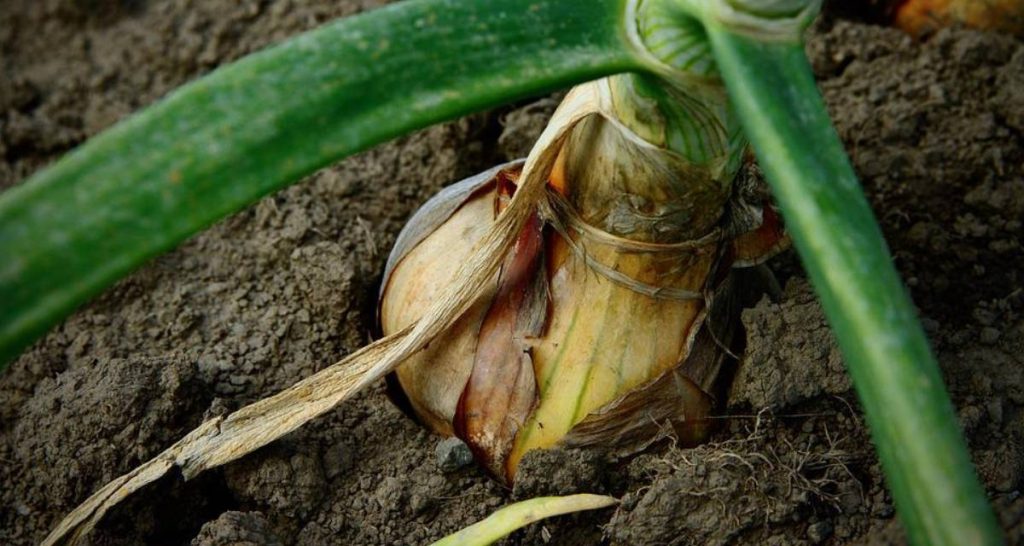 How to grow onions 2 grow onions