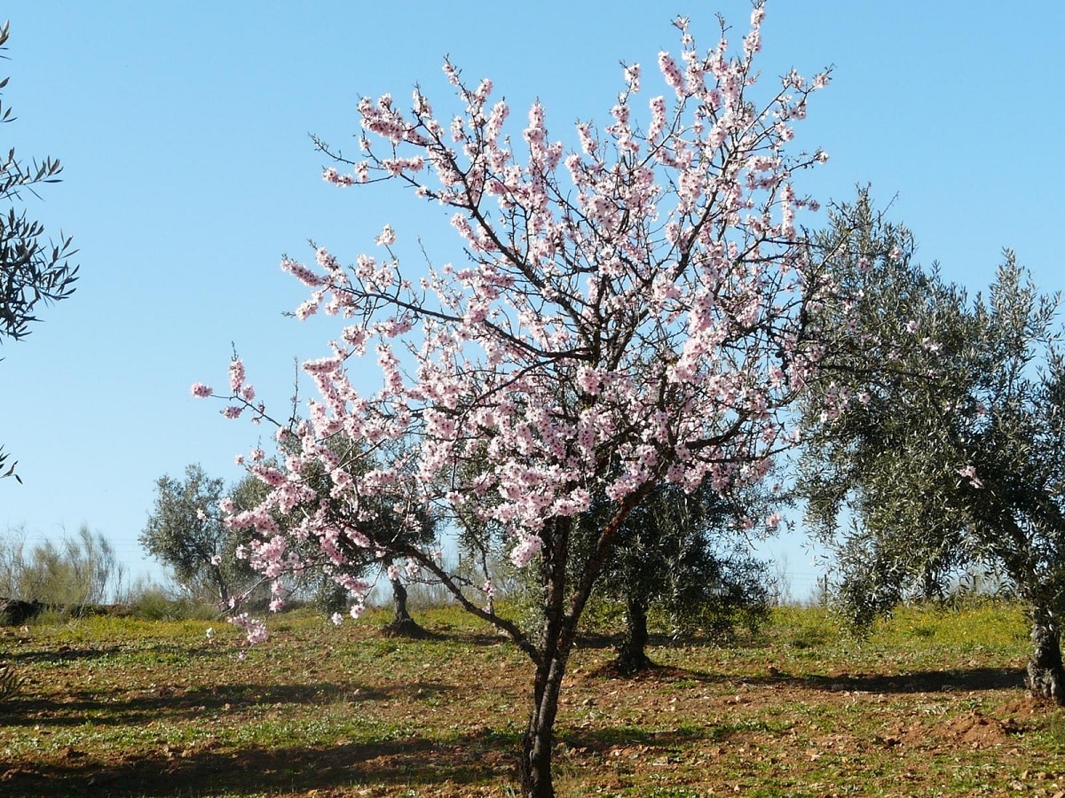 how to care for a potted almond tree