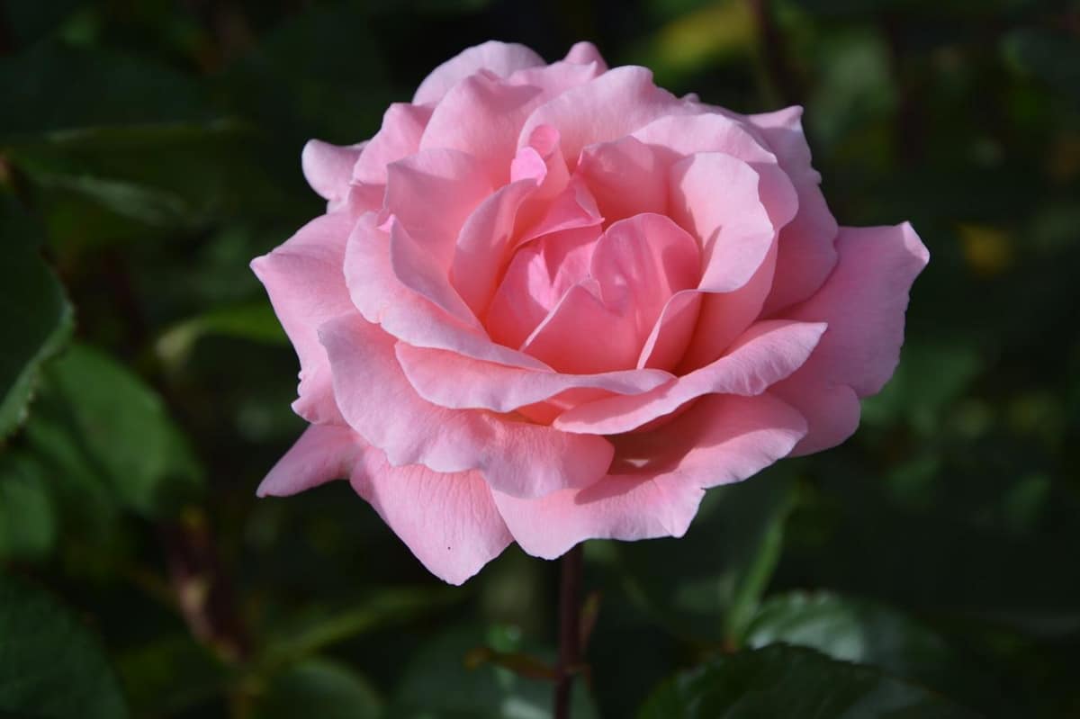 The rosebush is a shrub that is planted in the spring.