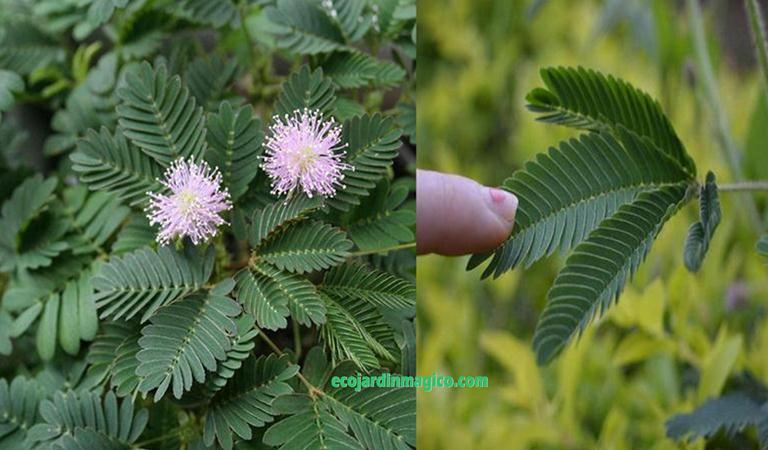 cultivar Mimosa Sensitiva