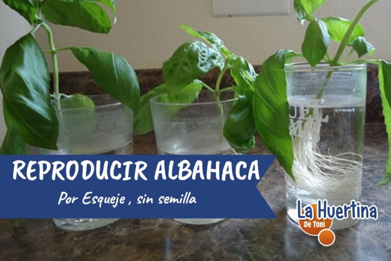 How to propagate seedless basil by cuttings