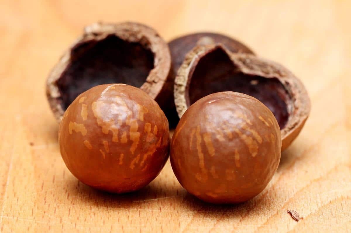 Macadamia nuts are tropical fruits