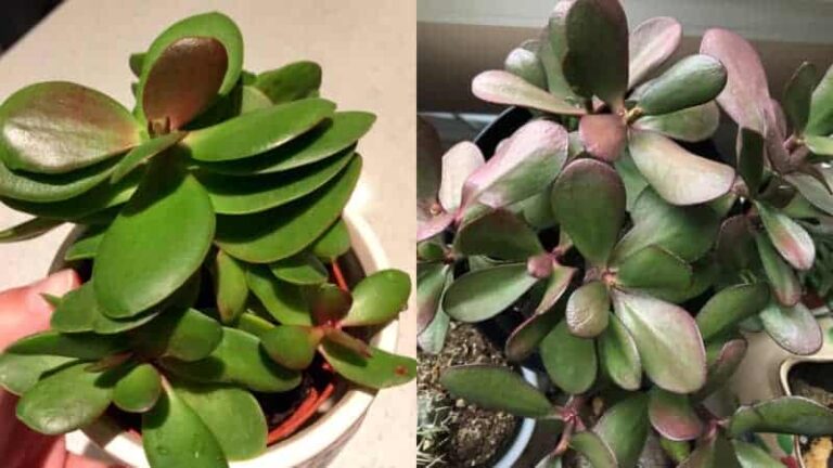The color of the jade plant turns purple.