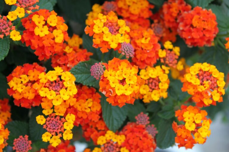 flores vistosas