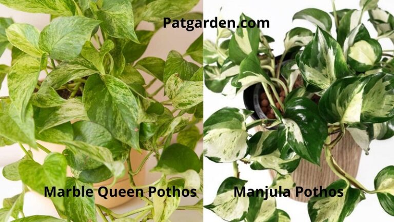 Manjula Pothos vs Marble Queen (differences and similarities) – ISPUZZLE