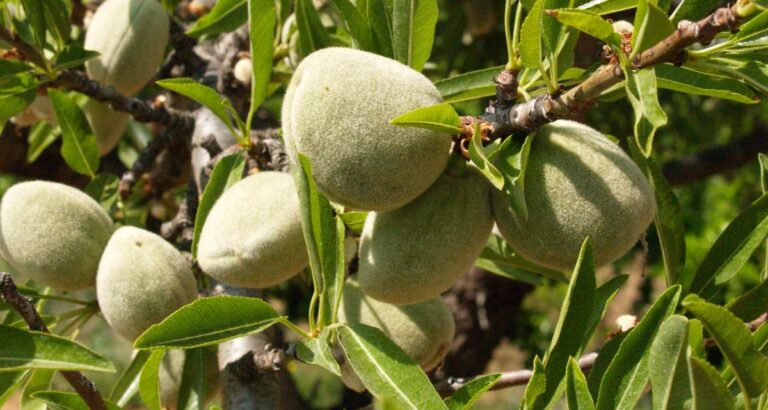 Almendra Marcona