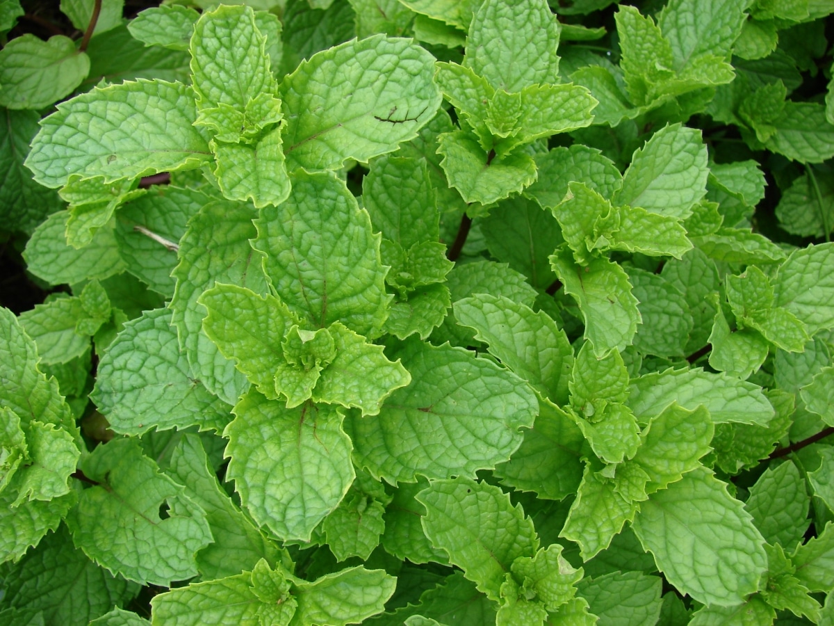 Peppermint usually has no pests