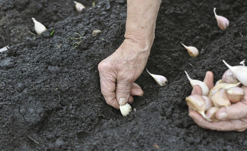 Plant garlic in cloves: distance, depth, moon