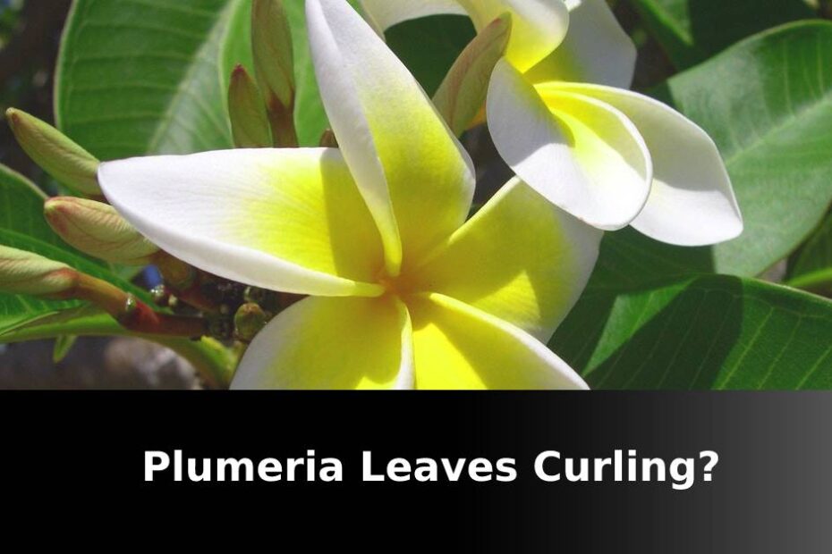 Photo of curling plumeria leaves
