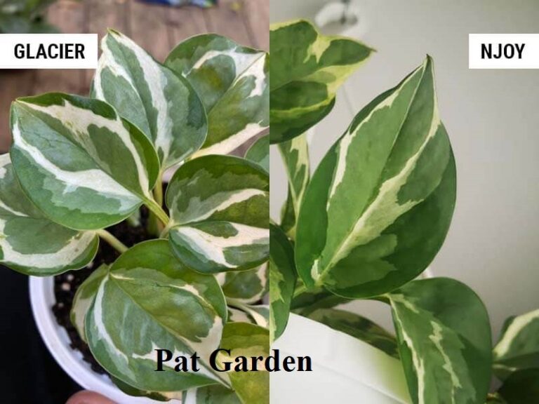 Pothos N Joy vs Glacier (differences and similarities) – ISPUZZLE
