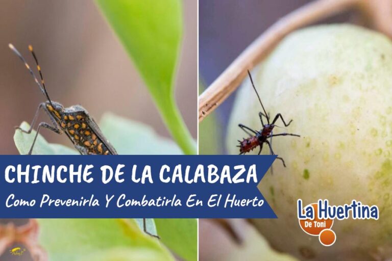 chiches de las calabazas