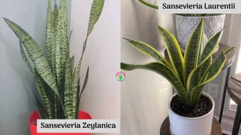 Sansevieria Zeylanica vs. Sansevieria Laurentii