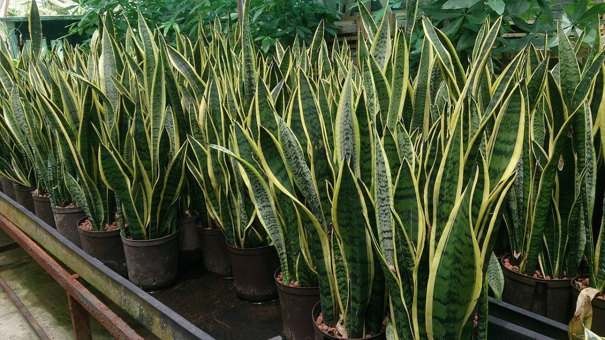 Sansevieria trifasciata Laurentii is an easy to care for succulent