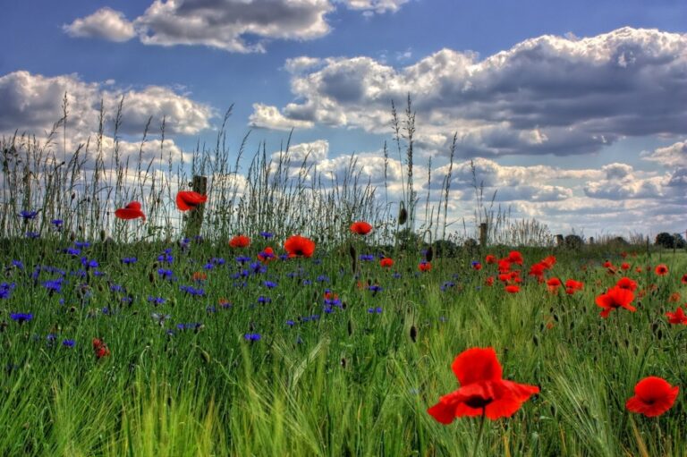 Hay muchas flores silvestres rojas