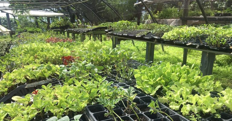 The Organic Farm