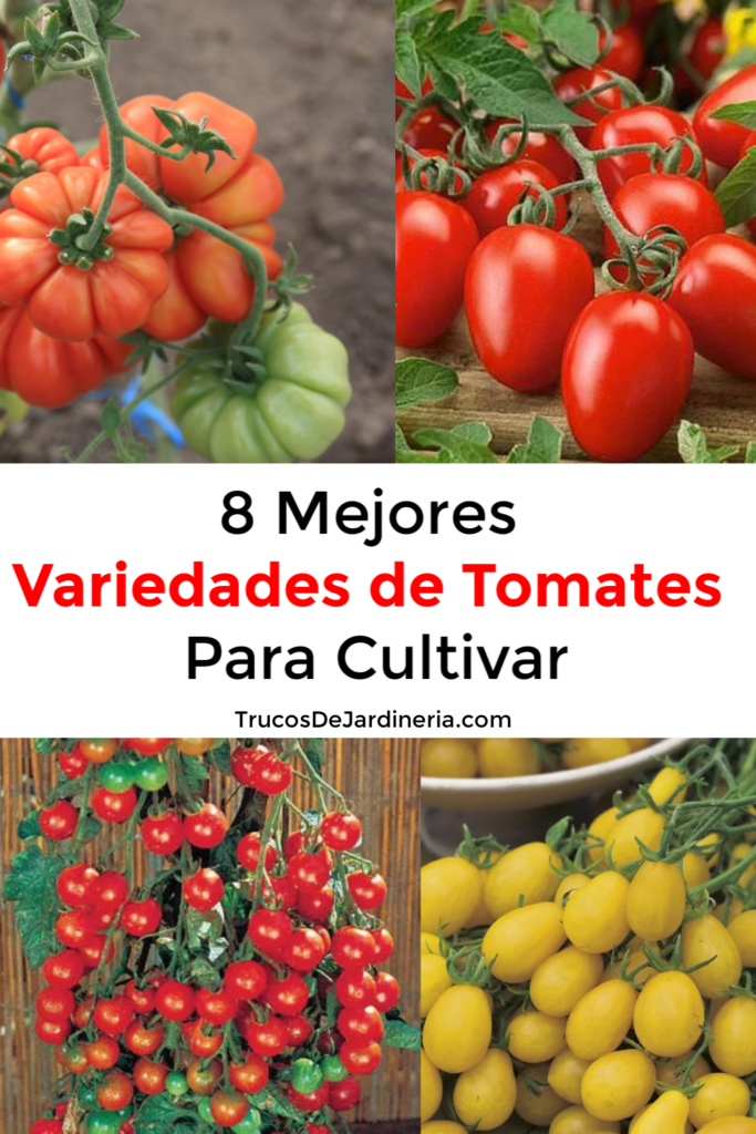 The best tomato varieties to grow