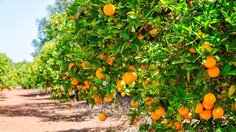 The cultivation of oranges