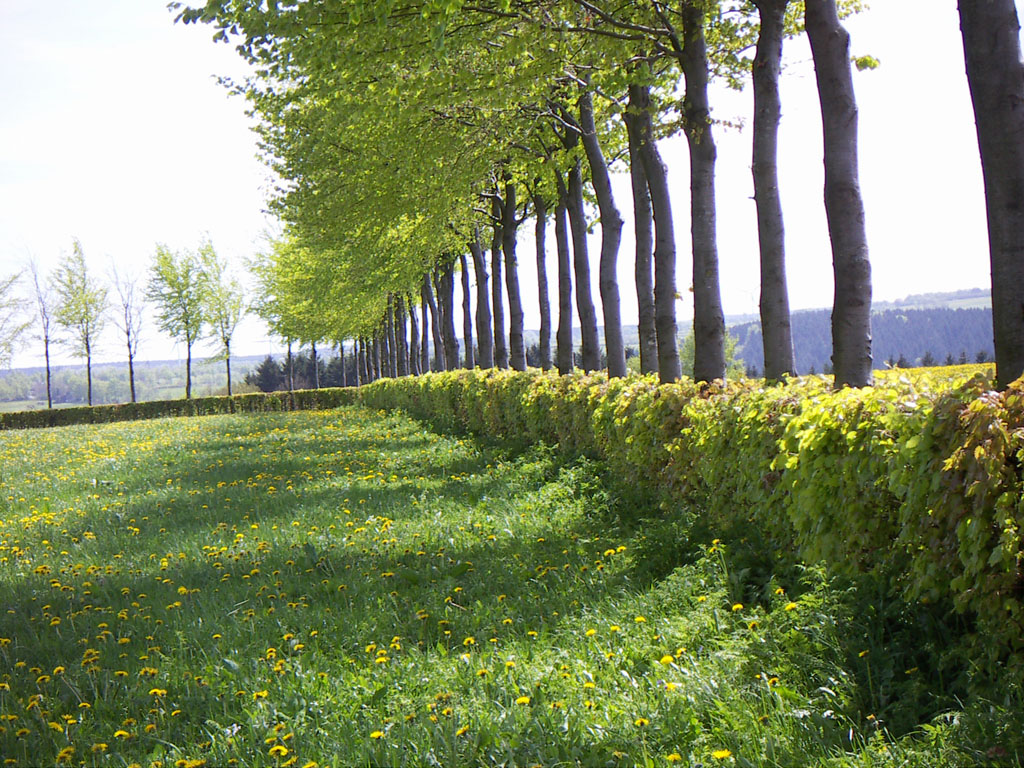 The natural hedge, very useful for crops