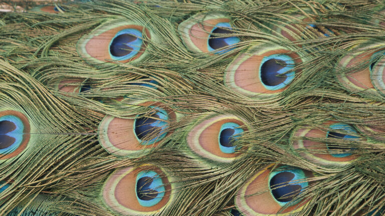The peacock eye of the olive tree