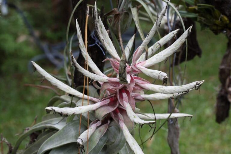 Tillandsia streptophylla