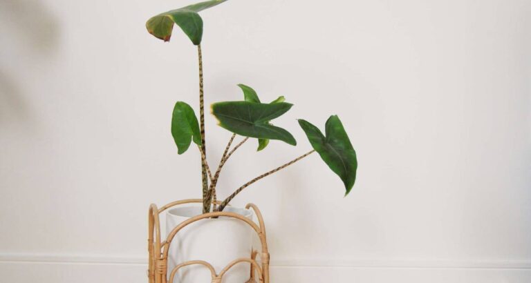 Alocasia zebrina