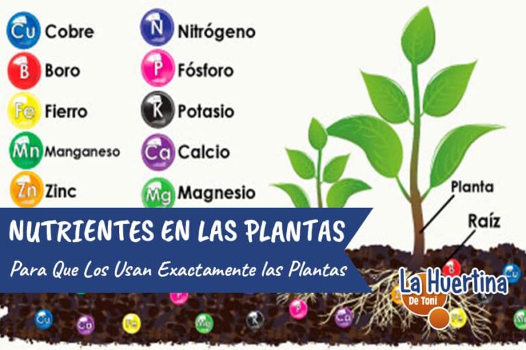 nutrientes de las plantas