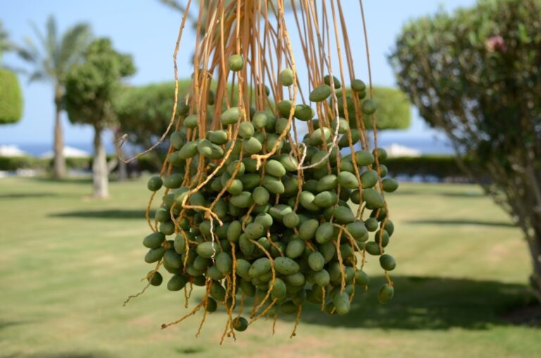 Las palmeras dan frutos que no siempre son comestibles