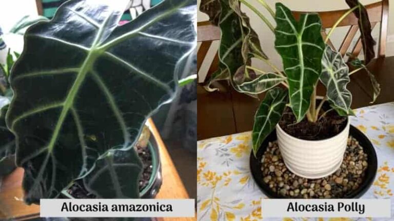 Alocasia amazon vs Polly