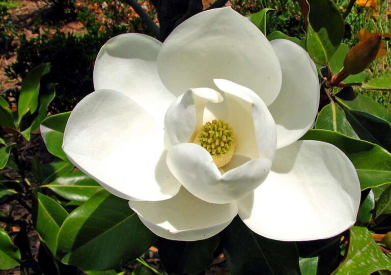 El blanco es el color m&aacute;s com&uacute;n