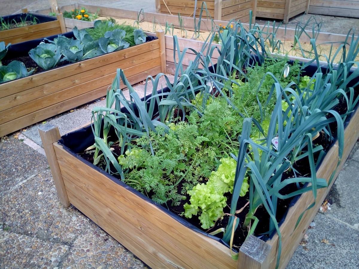 what to plant in an urban garden at home