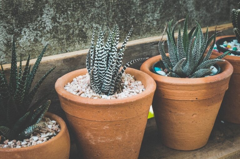 El drenaje es muy importante para las plantas