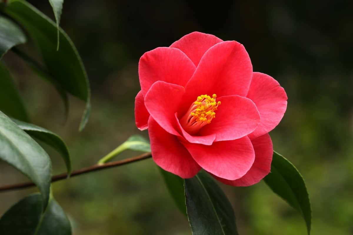 Camellia flower appears in spring