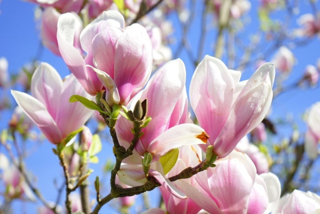 El magnolio florece en primavera
