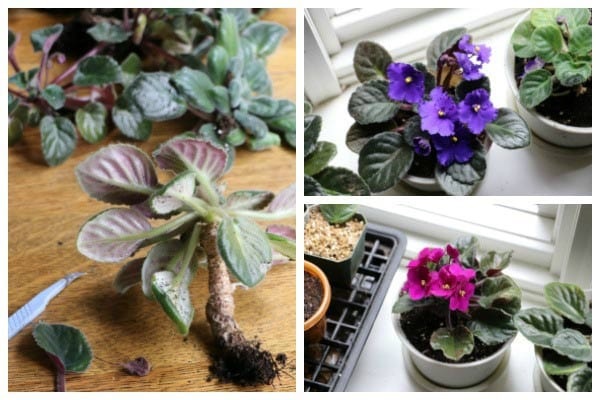 When to Repot an African Violet (Answer)